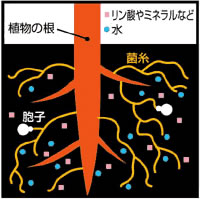 有用微生物　菌根菌